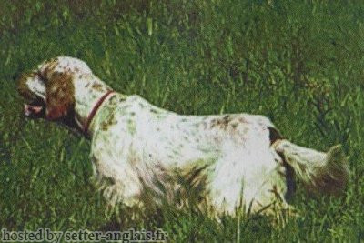Setter Anglais PALIANENSIS INO' Setter Anglais PALIANENSIS INO'